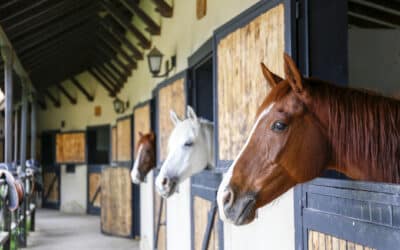Horse Boarding Liability