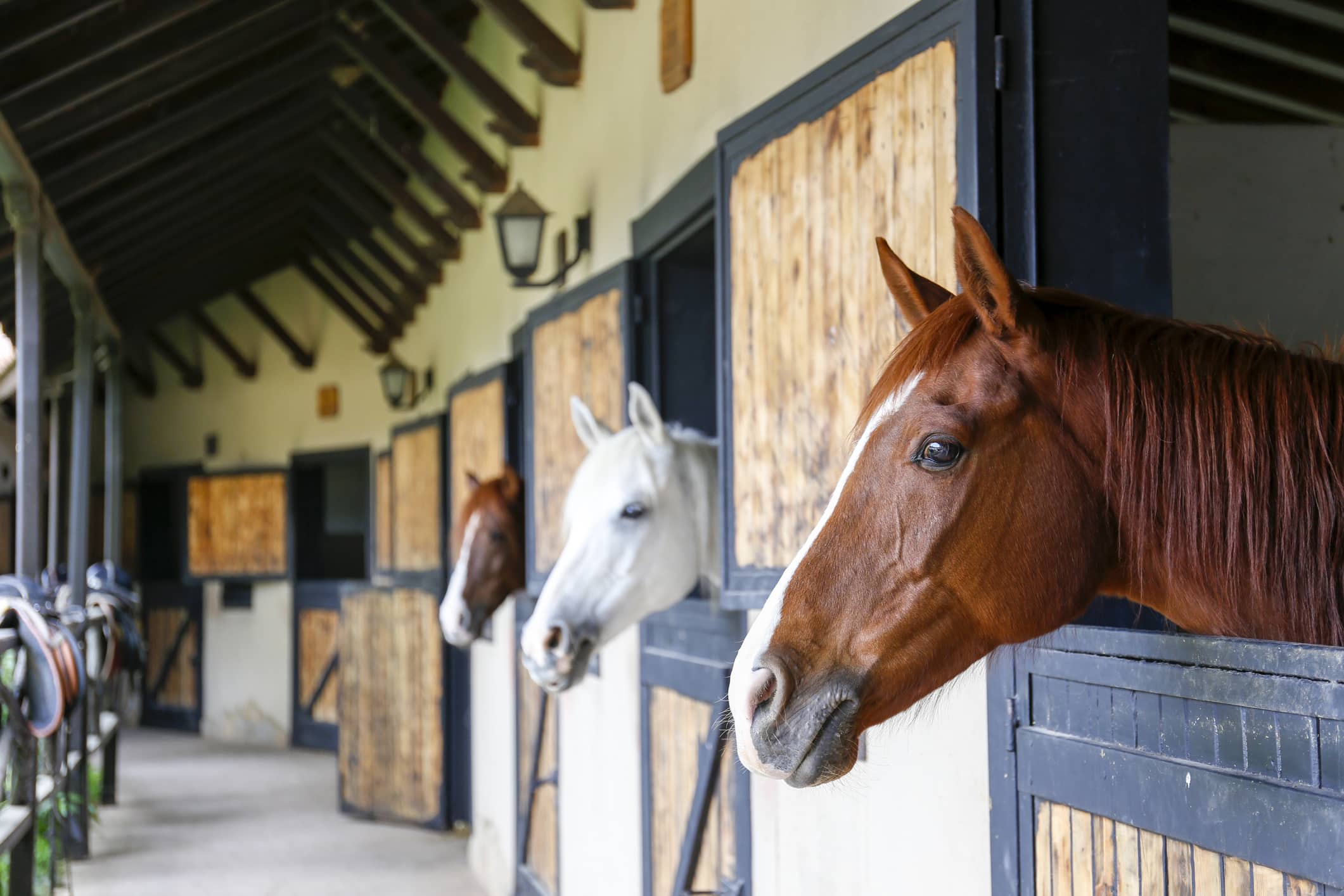 Scene from countryside stall. Horse Boarding Liability