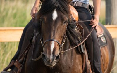 Horse Trainer Liability