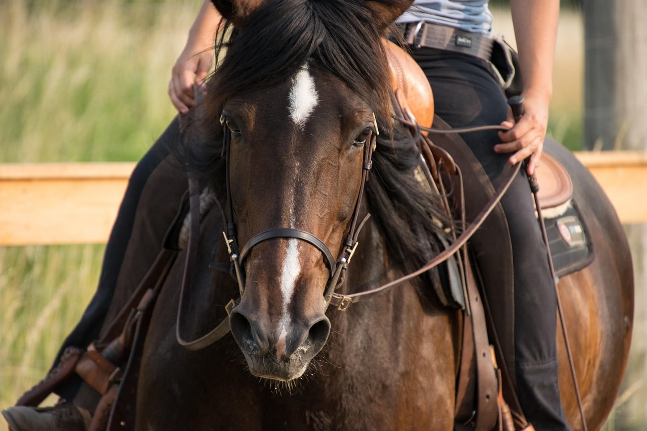 horse trainer Image of a horse trainer