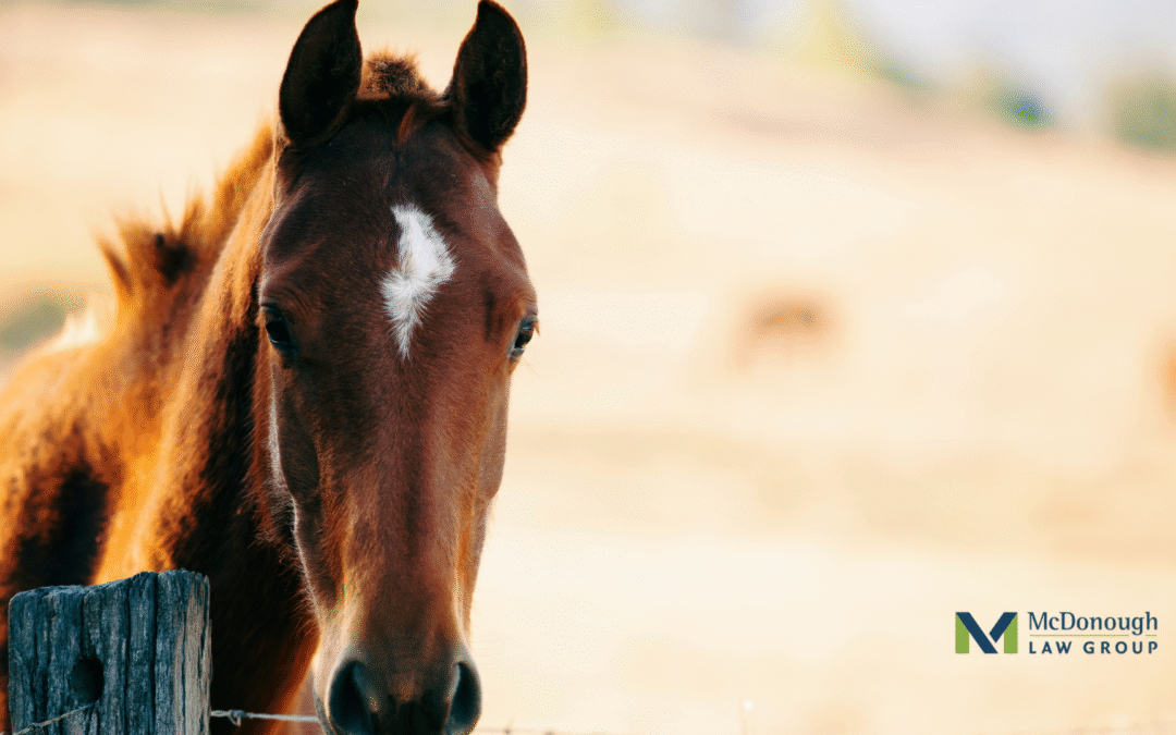 Buying or Selling a Horse Online