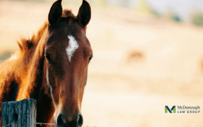 Buying or Selling a Horse Online