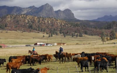 Buying or Selling a Horse or Livestock in Colorado
