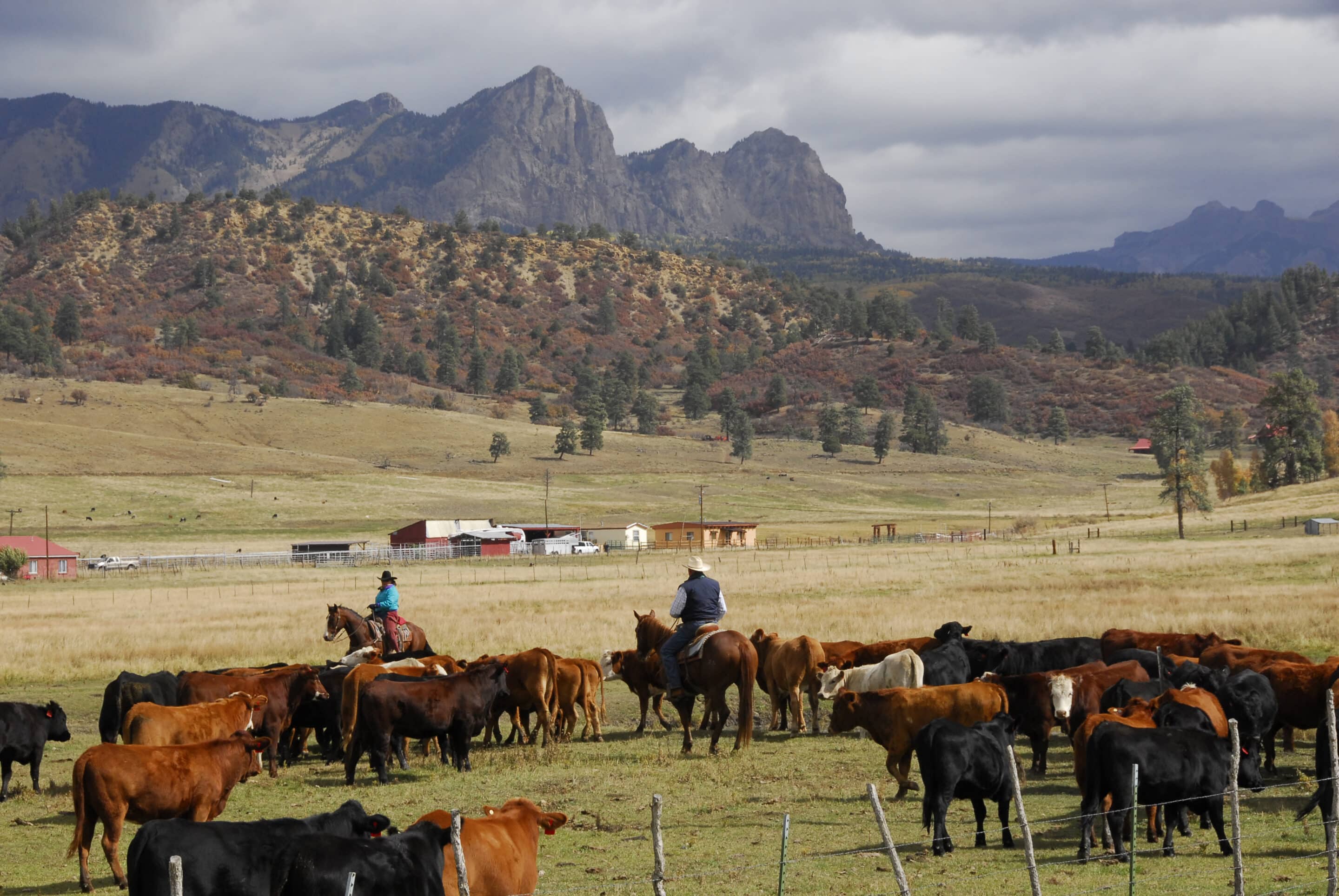 Cowhands Herding Cattle In Roundup
