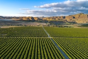 Olive Plantation in Bakersfield, California. Beautiful Sunset Light